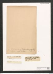 Nitzschia tryblionella Hantzsch (de-Toni-Nr.: Genus 47, Species 2005) Zeichnungen Sammlung Grunow (NHMW-BOT-W0371706)